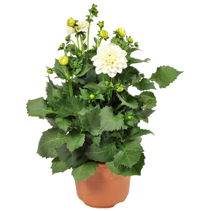 Dahlia Hybrid 21 cm kruka
